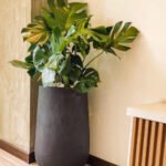 Monstera Premium Quality in Fiber Plants UAE - Image 2