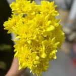 Fresh Flowers Chrysanthemum 12pc Best Seller - Image 6