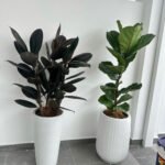 Office Plants Air Purifying Bundle 150cm