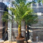 Phoenix Palm Big NEW