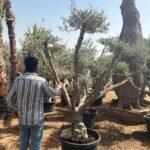Olive Tree Bonsai 30 yr Multiple Head - Image 3