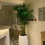 Office Plant Big Areca Palm in Fiber Pot 2.5M to 3m