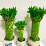 Lucky Bamboo Bundle 3pc