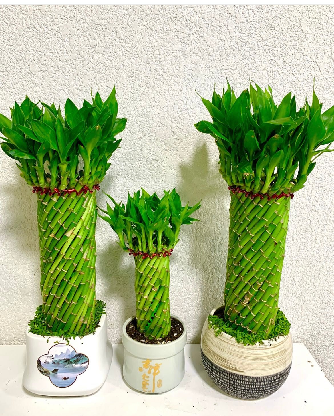 78790AEA-3CA1-43E3-B8BB-C3D32483AF05.jpg Lucky Bamboo Bundle 3pc - Image 1