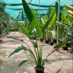 Travellers Palm NEW