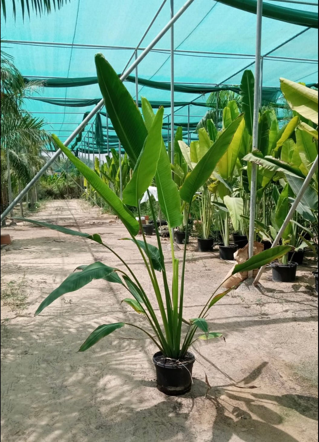 7B808BDB-203B-4224-80D1-B3D4A39A1FF9.jpg Travellers Palm NEW - Image 1