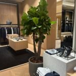 Office Plant GIANT FIDDLE PREMIUM (2.2m to 2.5m) - Image 2