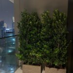 Outdoor Plant Privacy in UAE