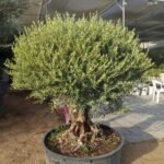Olive Tree Premium from Palestine Extra Large - Image 2