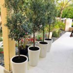 Olive Tree Medium in Long Pot