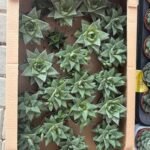 Table Plant Desk Plant Succulent Indoor Plants Dubai - Image 6