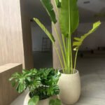 Travelers Palm + Monstera Best Combo in Beige