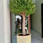 Olive Tree 15 yr old in Beige
