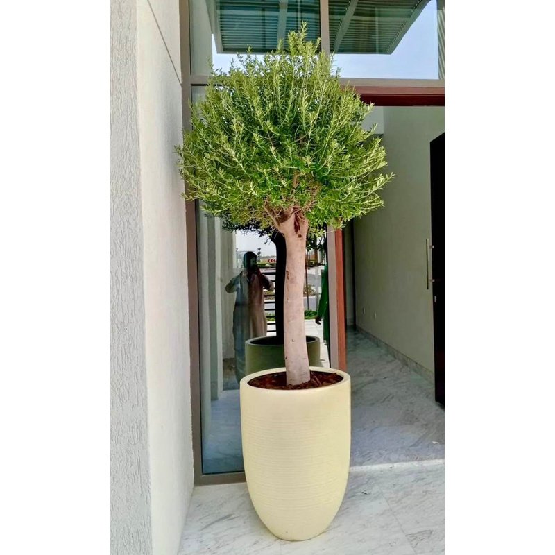 8CEEB406-934E-4292-9A31-08E320208A53.jpg Olive Tree 15 yr old in Beige - Image 1
