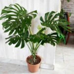 Monstera Large Rare-type Indoor - Image 2