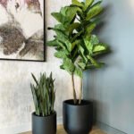 Artificial Premium Plants in Fiber Black Matte Snakeplant + Fiddle