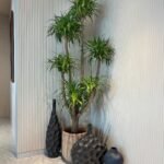 Yucca Multiple Head Large Plants UAE