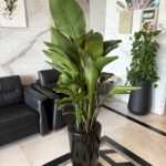 Bird of Paradise PROMO Plants UAE - Image 2