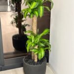 Office Plants Premium Bundle in Fiber Pot New 10pc - Image 10