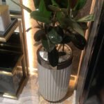 Rubber plant in white and gold pot