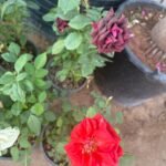 Roses 3pots Bundle Indoor plants UAE - Image 7