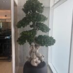 Bonsai Large Premium 2m to 2.5m