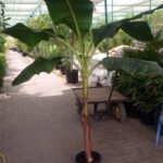 Banana Tree in Plastic Pot PROMO