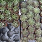 Table Plant Desk Plant Succulent Indoor Plants Dubai - Image 4