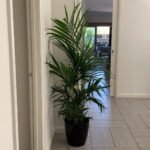 Kentia Palm Big (160cm)