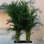 Areca Palm in Fiber Pot Height 2.5m to 3m XL - Image 2
