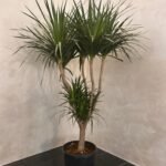Office Plant Wild Yukka in Fiber Black Pot Premium - Image 3