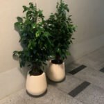 Office Plant Bundle Benjamina in Beige Fiber Pot - Image 2