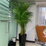 Areca Palm Big (8-10feet) Office Plant