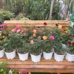 Roses 3pots Bundle Indoor plants UAE