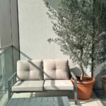 Olive Tree from Spain 2m