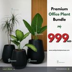 Office Plants Premium Bundle
