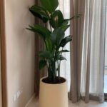 Bird of Paradise XXL