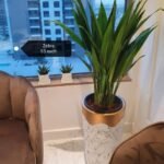 ASPIRADAS Zebra 55cm Indoor Plants UAE