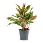 Aglaonema Plant – King of Siam Plant