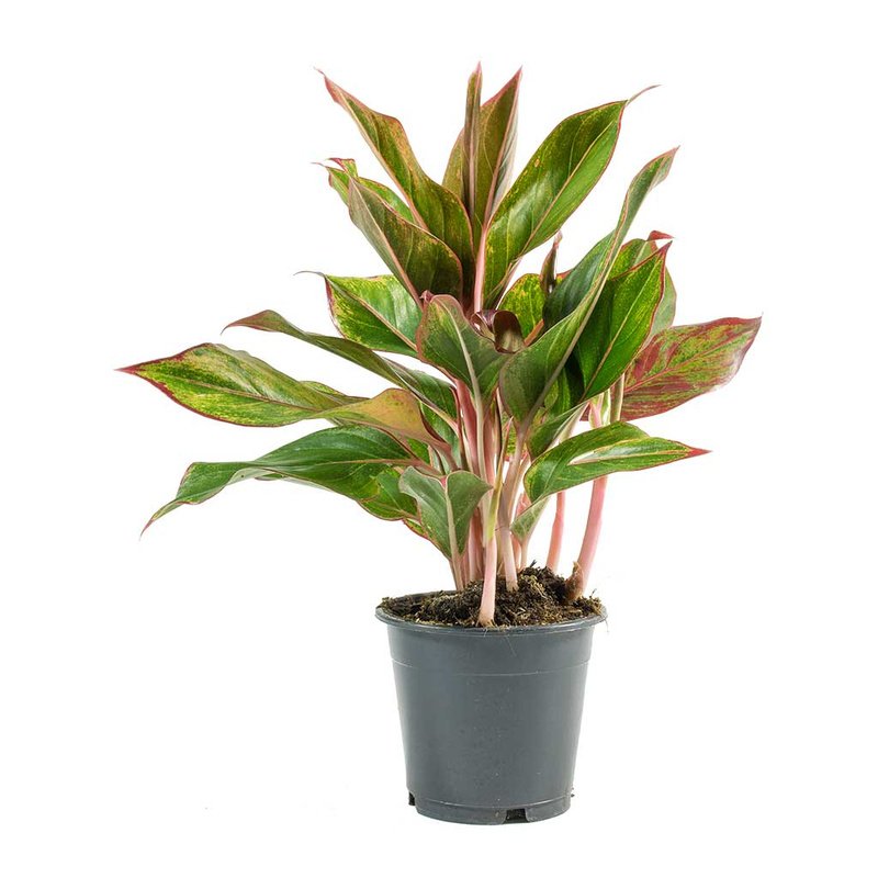 Aglaonema-1.jpg Aglaonema Plant – King of Siam Plant - Image 1