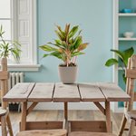 Aglaonema Plant – King of Siam Plant - Image 2