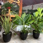 Air Purifying Bundle 2 Plants UAE