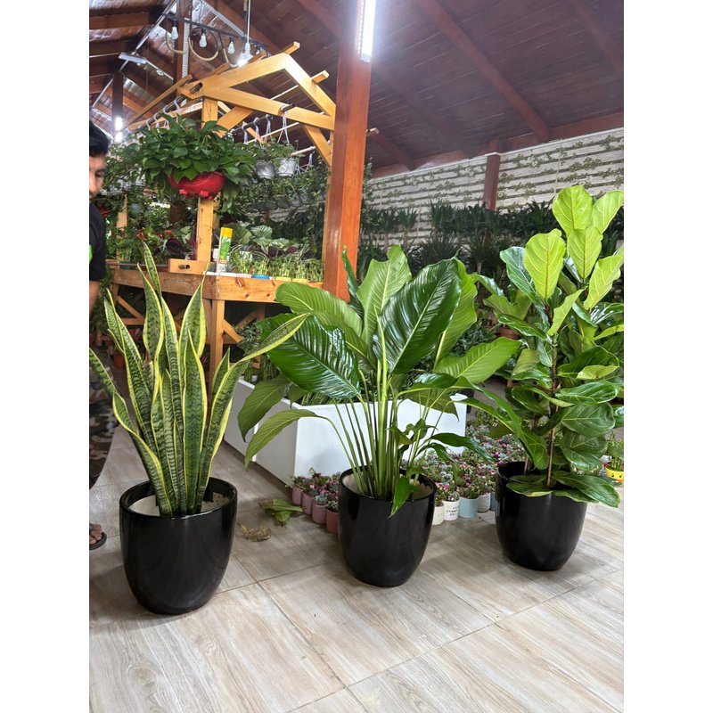 Air_Purifying_Bundle_2_Plants_UAE.jpg Air Purifying Bundle 2 Plants UAE - Image 1