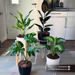 Air Purifying Plants 4 Plants Bundle Indoor Plants Dubai