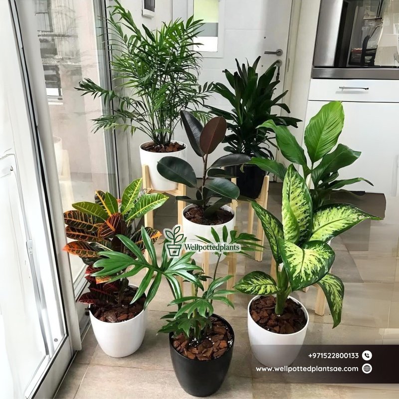 Air_Purifying_Plants_7_Plants_Bundle_Indoor_Plants_Dubai.jpg Air Purifying Plants 7 Plants Bundle Indoor Plants Dubai - Image 1