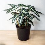 Alocasia Plant - Polly - African Mask - Elephant Ears