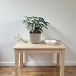Alocasia Plant - Polly - African Mask - Elephant Ears - Image 6