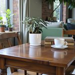 Alocasia Plant - Polly - African Mask - Elephant Ears - Image 3