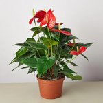 Anthurium Red Plant - Flamingo Lily