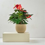 Anthurium Red Plant - Flamingo Lily - Image 2
